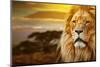 Lion Portrait On Savanna Landscape Background And Mount Kilimanjaro At Sunset-Michal Bednarek-Mounted Photographic Print