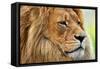 Lion Portrait on Savanna, Safari. Big Adult Lion with Rich Mane.-Michal Bednarek-Framed Stretched Canvas