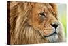 Lion Portrait on Savanna, Safari. Big Adult Lion with Rich Mane.-Michal Bednarek-Stretched Canvas