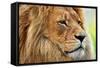 Lion Portrait on Savanna, Safari. Big Adult Lion with Rich Mane.-Michal Bednarek-Framed Stretched Canvas