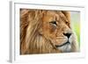 Lion Portrait on Savanna, Safari. Big Adult Lion with Rich Mane.-Michal Bednarek-Framed Photographic Print