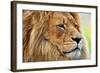 Lion Portrait on Savanna, Safari. Big Adult Lion with Rich Mane.-Michal Bednarek-Framed Photographic Print