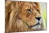 Lion Portrait on Savanna, Safari. Big Adult Lion with Rich Mane.-Michal Bednarek-Mounted Photographic Print