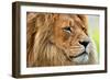 Lion Portrait on Savanna, Safari. Big Adult Lion with Rich Mane.-Michal Bednarek-Framed Photographic Print