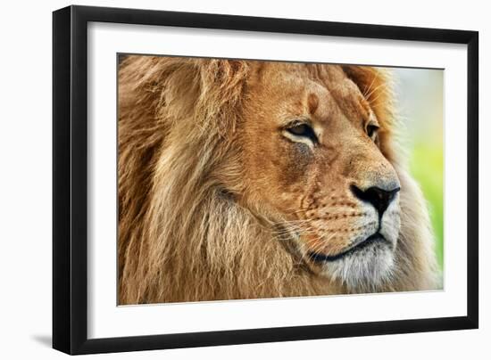 Lion Portrait on Savanna, Safari. Big Adult Lion with Rich Mane.-Michal Bednarek-Framed Photographic Print