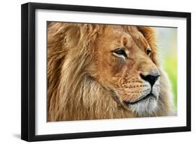 Lion Portrait on Savanna, Safari. Big Adult Lion with Rich Mane.-Michal Bednarek-Framed Photographic Print