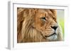 Lion Portrait on Savanna, Safari. Big Adult Lion with Rich Mane.-Michal Bednarek-Framed Photographic Print