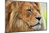 Lion Portrait on Savanna, Safari. Big Adult Lion with Rich Mane.-Michal Bednarek-Mounted Photographic Print