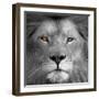 Lion Power-Kimberly Allen-Framed Art Print