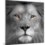 Lion Power-Kimberly Allen-Mounted Art Print