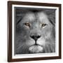 Lion Power-Kimberly Allen-Framed Art Print