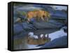 Lion Pride along Rocky Bank, Telek River, Masai Mara Game Reserve, Kenya-Paul Souders-Framed Stretched Canvas