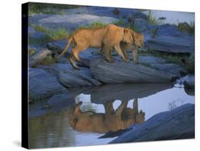 Lion Pride along Rocky Bank, Telek River, Masai Mara Game Reserve, Kenya-Paul Souders-Stretched Canvas