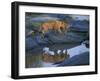 Lion Pride along Rocky Bank, Telek River, Masai Mara Game Reserve, Kenya-Paul Souders-Framed Photographic Print