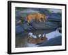 Lion Pride along Rocky Bank, Telek River, Masai Mara Game Reserve, Kenya-Paul Souders-Framed Photographic Print