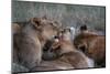 Lion pride (Panthera leo), Sabi Sands Game Reserve, South Africa, Africa-Sergio Pitamitz-Mounted Photographic Print