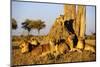 Lion Pride Resting at Acacia Tree-null-Mounted Photographic Print