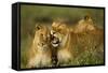 Lion Pride-null-Framed Stretched Canvas