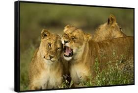 Lion Pride-null-Framed Stretched Canvas