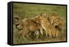 Lion Pride-null-Framed Stretched Canvas