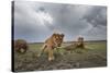 Lion Pride-null-Stretched Canvas