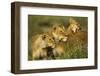 Lion Pride-null-Framed Photographic Print