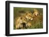 Lion Pride-null-Framed Photographic Print