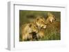 Lion Pride-null-Framed Photographic Print