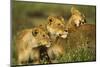 Lion Pride-null-Mounted Photographic Print