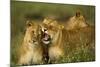 Lion Pride-null-Mounted Photographic Print