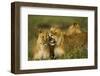 Lion Pride-null-Framed Photographic Print