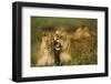 Lion Pride-null-Framed Photographic Print