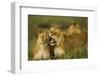 Lion Pride-null-Framed Photographic Print