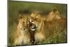 Lion Pride-null-Mounted Photographic Print