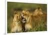 Lion Pride-null-Framed Photographic Print