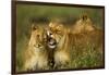 Lion Pride-null-Framed Photographic Print