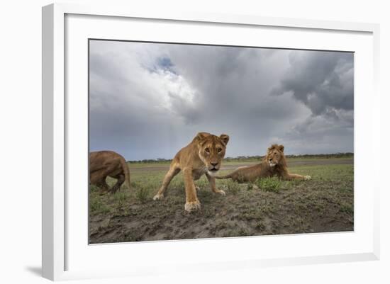 Lion Pride-null-Framed Photographic Print