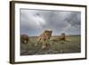 Lion Pride-null-Framed Photographic Print