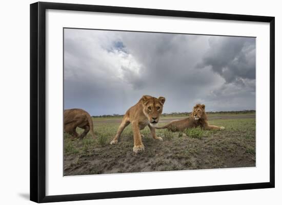 Lion Pride-null-Framed Photographic Print