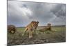 Lion Pride-null-Mounted Photographic Print