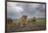 Lion Pride-null-Framed Photographic Print
