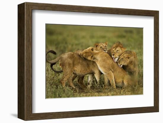 Lion Pride-null-Framed Photographic Print