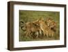 Lion Pride-null-Framed Photographic Print
