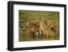 Lion Pride-null-Framed Photographic Print