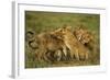 Lion Pride-null-Framed Photographic Print