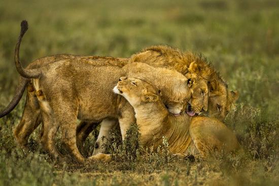 Premium Photographic Print, , large