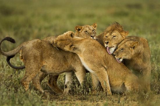 Premium Photographic Print, , large