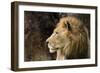 Lion Profile NCZ 18-Robert Michaud-Framed Giclee Print