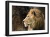 Lion Profile NCZ 18-Robert Michaud-Framed Giclee Print