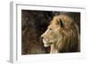 Lion Profile NCZ 18-Robert Michaud-Framed Giclee Print